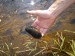 Margaritifera margaritifera